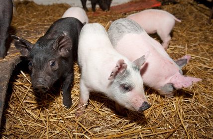 Mehr Bioschweine in deutschen Ställen