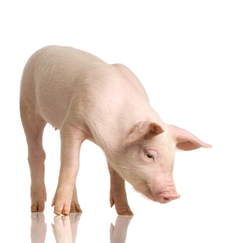 ISN lädt zur Mitgliederversammlung am 19. Februar nach Osnabrück „Preisfindung am Schweinemarkt: gestern – heute – morgen“