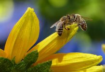 Hitze und Landnutzung: Bienen leiden besonders