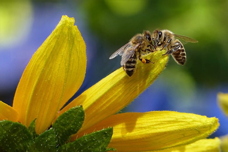 Erster Bienenschutztag des Julius Kühn-Instituts erfolgreich