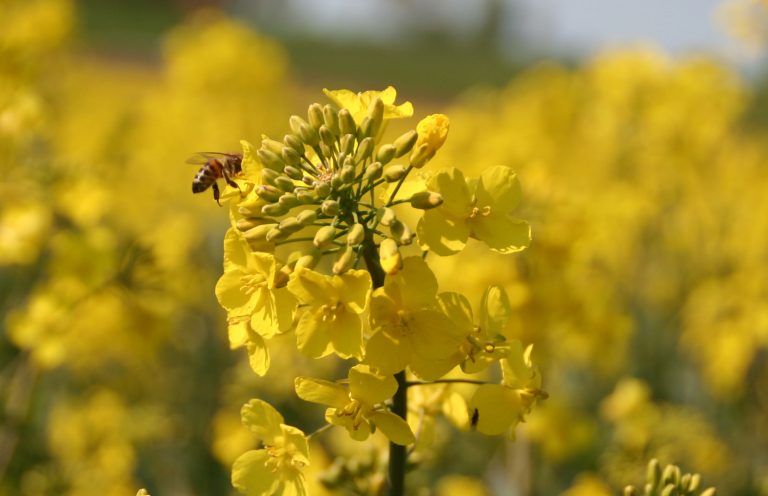 Neues Online-Portal für mehr Bestäubung: Bienen, Landwirte und Imker profitieren