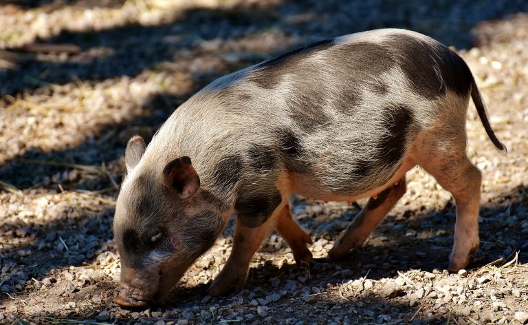 „Afrikanische Schweinepest – Prophylaxe durch Desinfektion ohne Kältefehler und Resistenzproblematik “