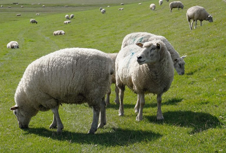 Moderhinke: Wenn das Schaf nicht mehr laufen kann