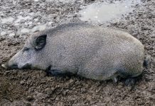 Afrikanische Schweinepest: Vorbeugen statt bekämpfen