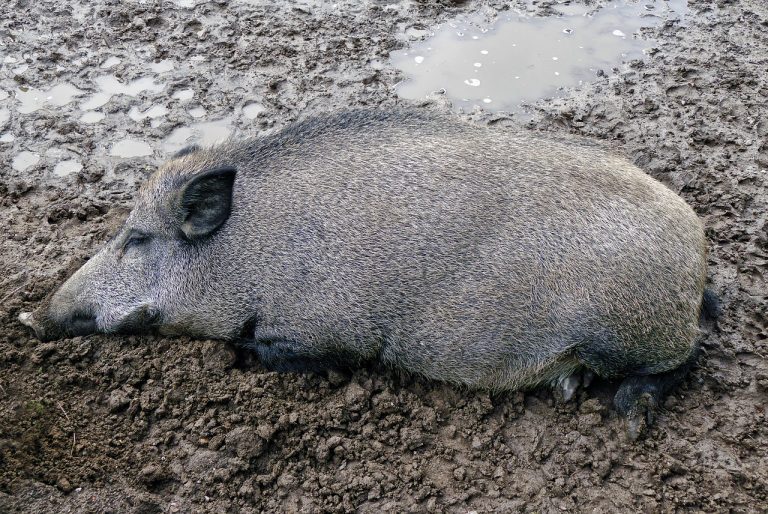 „Wie können wir Schweine im Offenstall vor ASP schützen?“ – Fachtagung des Verbunds trafo:agrar und dem Hessischen Ministerium für Landwirtschaft und Umwelt (HMLU)