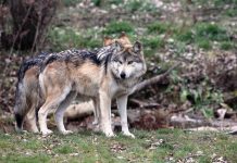 Bundeskabinett beschließt Aufnahme des Wolfs ins Bundesjagdgesetz