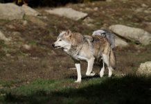 Bundestag beschließt Aufnahme des Wolfs in das Bundesjagdgesetz
