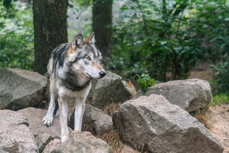 Schafzuchtverband fordert Änderung der Berner Konvention zum Wolf