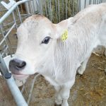 20141007_Stallbesuch-Koegel_12