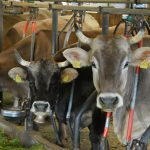 20141007_Stallbesuch-Koegel_14