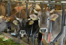 Mehr Tierschutz in der Nutztierhaltung: Anbindehaltung für Rinder soll untersagt werden