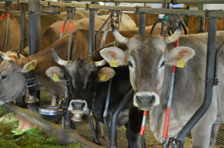 Mehr Tierschutz in der Nutztierhaltung: Anbindehaltung für Rinder soll untersagt werden
