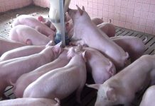Mykotoxine im Schweinefutter: Latente Gefahr mit großen Folgen