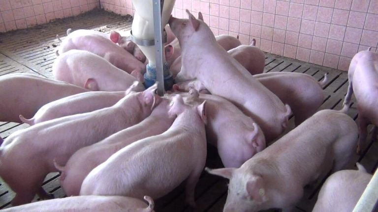 Bayern: Mehr als die Hälfte der Schweine in Betrieben mit Beständen über 1 000 Schweinen