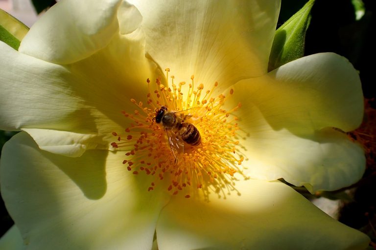 Dem Bienensterben mit energieautarken Sensoren auf der Spur