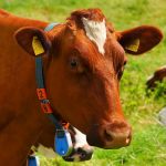 cow-1509258_1280