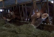 Sicheres Futter für sichere Lebensmittel