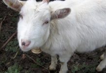Erster Kombinationsimpfstoff zur Erhöhung des Schutzes gegen Krankheiten kleiner Wiederkäuer