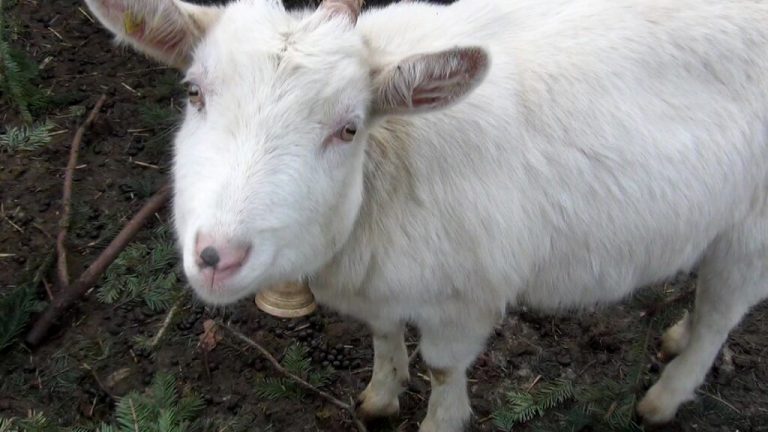 Erster Kombinationsimpfstoff zur Erhöhung des Schutzes gegen Krankheiten kleiner Wiederkäuer