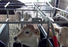 FBN veröffentlicht Positionspapier zur tiergerechten Kälberaufzucht