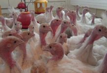 Was tun nach dem BVG-Urteil zur Putenhaltung