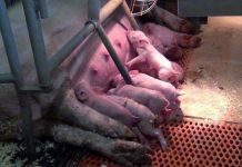 Starke Sauen – starke Ferkel: Mit Fütterung und Monitoring zum optimalen Mikrobiom