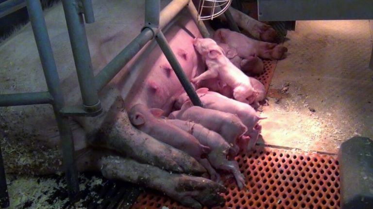 Kastenstand, Ferkelschutzkorb, Freilaufbucht – Fragen der zukünftigen Schweinehaltung