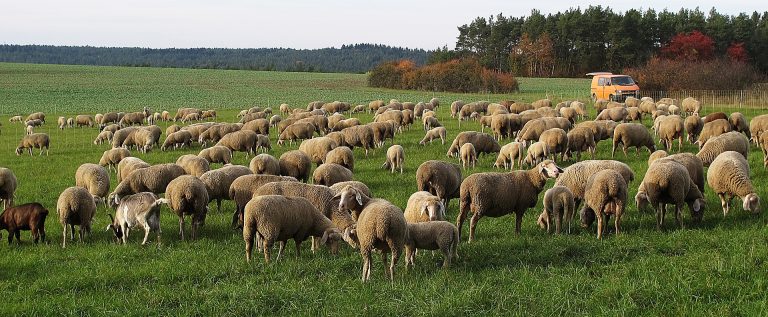 Schafe und Hütehunde in Haus Düsse
