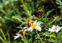 Bienen und andere Bestäuber: So hilft künstliche Intelligenz beim Artenschutz