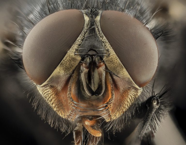 Forscher beleuchten Fliegen als Überträger antibiotikaresistenter Keime