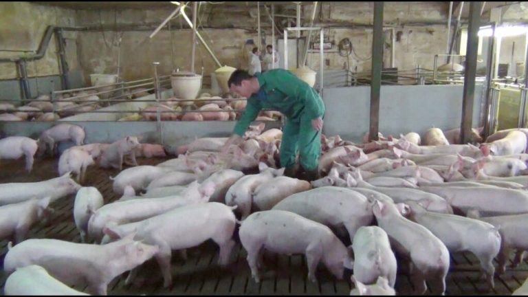 Neubaupläne für Schweine und Geflügelhalter sind wieder rückläufig