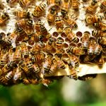 honey-bees-401238_1920
