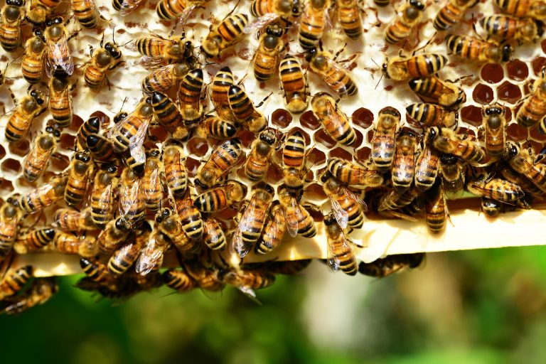 Wiener Forscher entwickeln ersten Schnelltest zum Nachweis von Bienenviren
