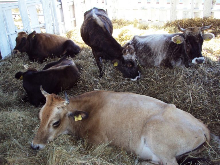 Genetische Diversität – Schützenswerte Vielfalt des Buša-Rinds