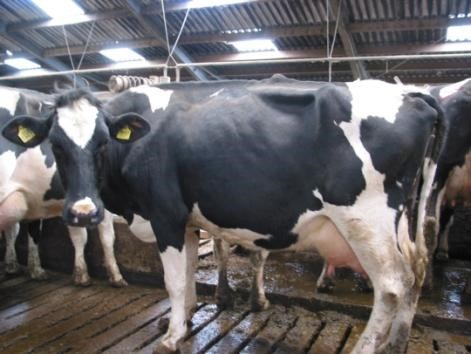 Kuhflüsterer Joep Driessen verrät 5 wichtige Punkte für mehr Tierwohl und zufriedenere Landwirte