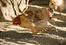 In England startet ein Versuch mit Vogelgrippe-Impfstoff gegen potenzielle pandemische Erreger