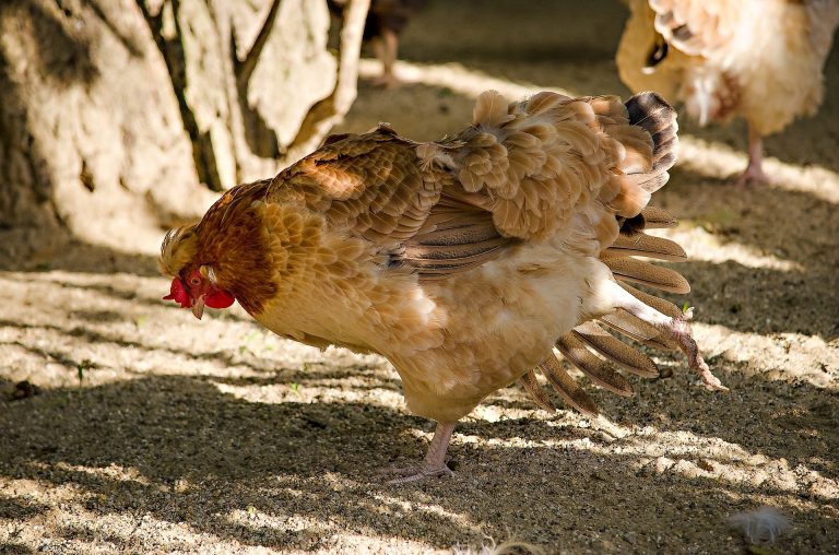 Vogelgrippe breitet sich aus: Biosicherheit weiter ernst nehmen