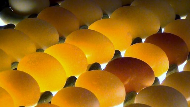 Fipronil in Eiern aus den Niederlanden