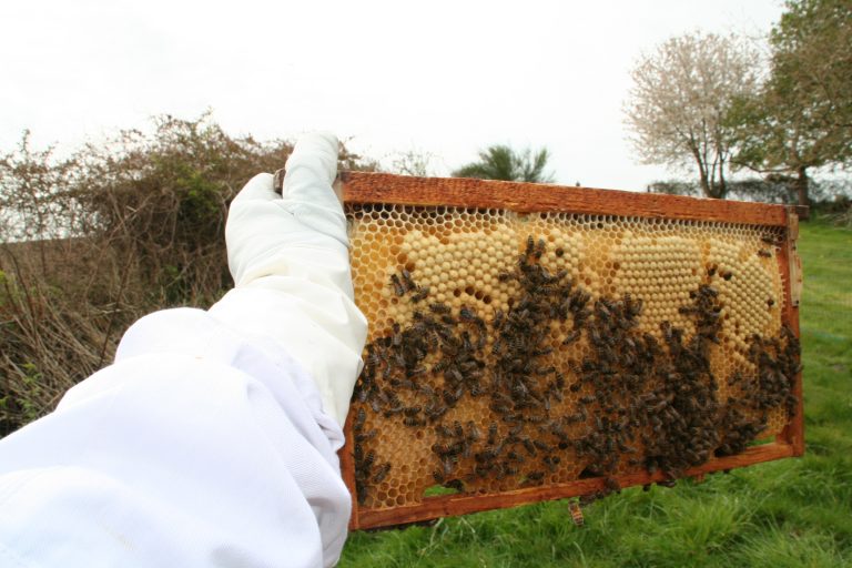 Bremer Imker stirbt nach Bienenstichen