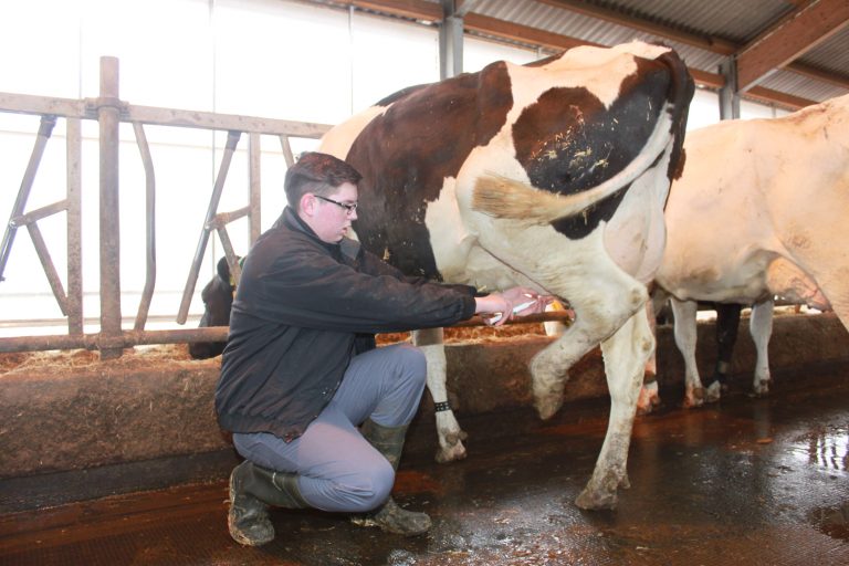 Unfallgefahren in der Milchviehhaltung: Das Verhalten der Rinder kennen