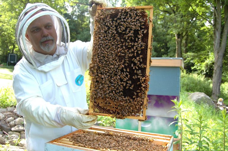 Schutz von Honigbienen mit Ameisensäure-Pads DBU-Projekt gegen Varroamilben – Weltbienentag 20. Mai