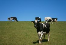 Klimaschonende Milchkuhhaltung: ein Gewinn für Umwelt und Betriebe