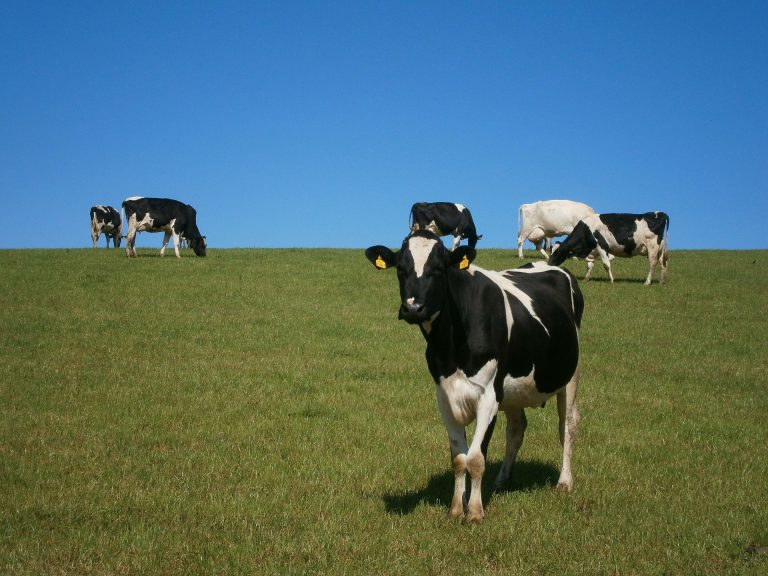 CO2-Fußabdruck von Milchkühen in Schleswig-Holstein