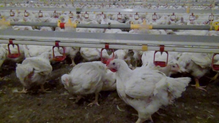Antibiotika: Geflügelwirtschaft erarbeitet Reduktionsziele –  und fordert Unterstützung bei Zulassung innovativer Verfah-ren