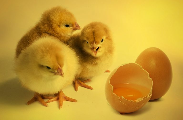 Neuester Sachstand zum Schmerzempfinden von Hühnerembryonen