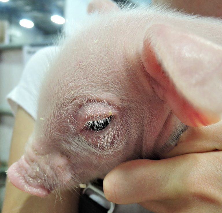 Tierschutz in der Schweinefleischerzeugung – Feldstudie untersucht Immunokastration