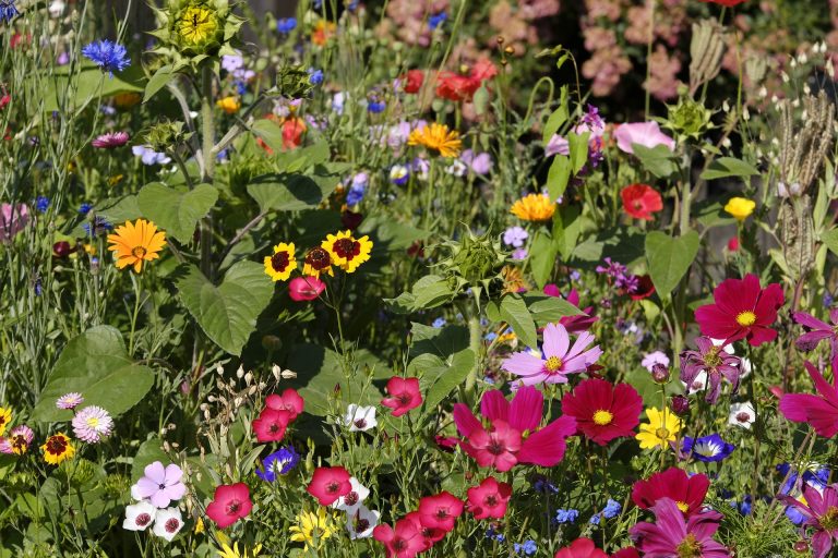 Blütenvielfalt könnte Insektizid-Effekte auf Wildbienen ausgleichen – Studie aus Göttingen und Hohenheim