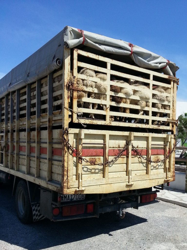 Welttierschutztag am 4. Oktober: Leid auf Tiertransporten zu beenden erfordert Mut