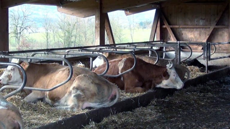 Eine Haltung von Kühen mit Hörnern im Laufstall ist möglich – Termin Eberswalde am 18.10