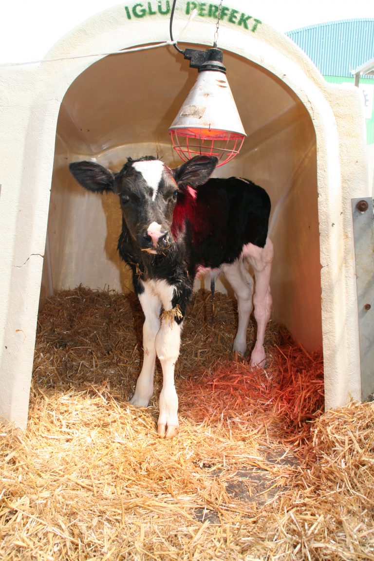Brandenburger Nutztierforum: “Investieren in die Kälber- und Jungrinderaufzucht”
